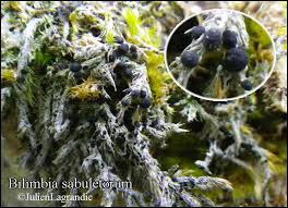 Attēlu rezultāti vaicājumam “Bilimbia tetramera”