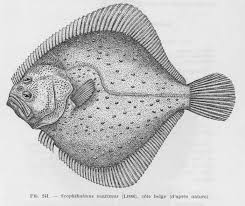 Image result for Scophthalmus maximus