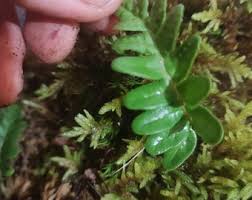 Attēlu rezultāti vaicājumam “Chiloscyphus polyanthos”