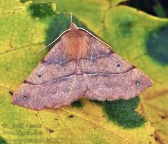 Attēlu rezultāti vaicājumam “Colotois pennaria”