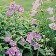 Attēlu rezultāti vaicājumam “Campanula persicifolia bud”