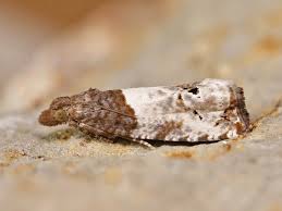 Attēlu rezultāti vaicājumam “Notocelia roborana”