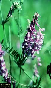 Attēlu rezultāti vaicājumam “Vicia”