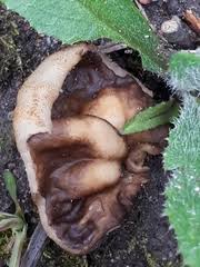 Attēlu rezultāti vaicājumam “Disciotis venosa”