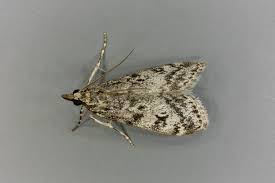 Attēlu rezultāti vaicājumam “Eudonia lacustrata”