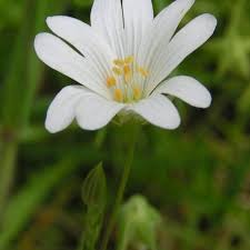 Attēlu rezultāti vaicājumam “Stellaria holostea flower”