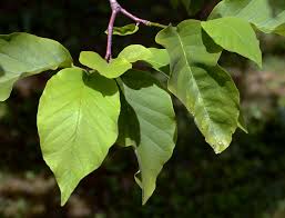 Attēlu rezultāti vaicājumam “Magnolia acuminata leaf”