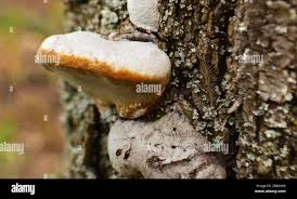 Attēlu rezultāti vaicājumam “Amaurochaete atra young”