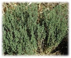 Image result for Thymus vulgaris