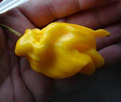 Afbeeldingsresultaat voor mme jeanette hot pepper