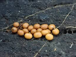 Attēlu rezultāti vaicājumam “Trichia contorta sessile”