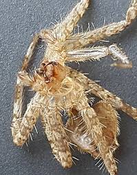 Attēlu rezultāti vaicājumam “exuvia”