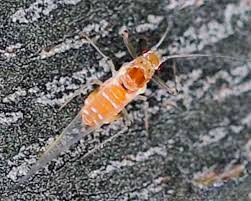 Attēlu rezultāti vaicājumam “Drepanosiphum platanoidis exuvia”