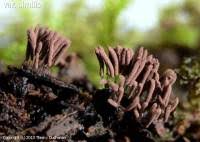 Attēlu rezultāti vaicājumam “Stemonitopsis typhina var. similis macro”