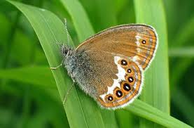 Attēlu rezultāti vaicājumam “Coenonympha hero”