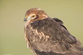 Attēlu rezultāti vaicājumam “Circus pygargus adult”