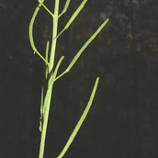 Attēlu rezultāti vaicājumam “Brassica napus fruit”