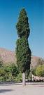 Cypress Tree Pics