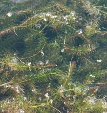 Attēlu rezultāti vaicājumam “Hydrilla verticillata”