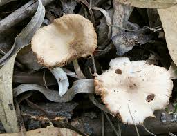 Attēlu rezultāti vaicājumam “Badhamia lilacina young”