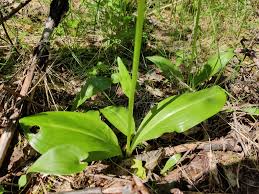 Attēlu rezultāti vaicājumam “Platanthera bifolia leaf”