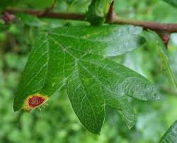 Attēlu rezultāti vaicājumam “Gymnosporangium sp.”