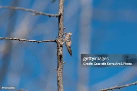 Attēlu rezultāti vaicājumam “exuvia”