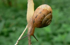 Attēlu rezultāti vaicājumam “Fruticola fruticum”