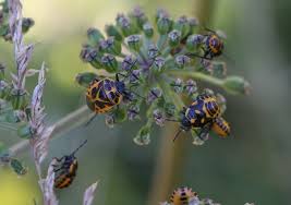 Attēlu rezultāti vaicājumam “Eurydema dominulus imago”