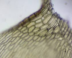 Attēlu rezultāti vaicājumam “Brachythecium rutabulum sporophyte”