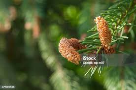 Attēlu rezultāti vaicājumam “Picea abies male flower”