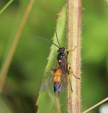 Attēlu rezultāti vaicājumam “Tenthredo mandibularis larva”