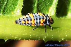 Attēlu rezultāti vaicājumam “Leiodidae larva”