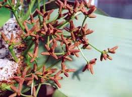 Attēlu rezultāti vaicājumam “Bulbochaete mirabilis”