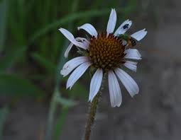 Attēlu rezultāti vaicājumam “Hymenostylium recurvirostrum macro”