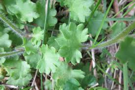 Attēlu rezultāti vaicājumam “Saxifraga granulata leaf”