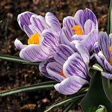 Attēlu rezultāti vaicājumam “Crocus vernus subsp. vernus”