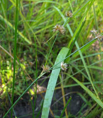 Attēlu rezultāti vaicājumam “Juncus compressus fruit”