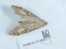 Attēlu rezultāti vaicājumam “Anania lancealis”