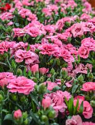 Image result for Dianthus