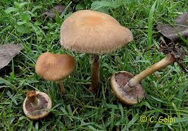 Attēlu rezultāti vaicājumam “Psathyrella lacrymabunda”