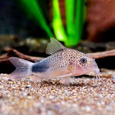 Image result for fish corydoras