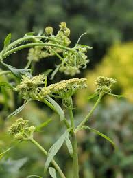 Attēlu rezultāti vaicājumam “Levisticum officinale flower”