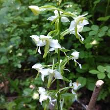 Attēlu rezultāti vaicājumam “Platanthera chlorantha flower”