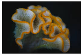 Attēlu rezultāti vaicājumam “Diderma tigrinum macro”