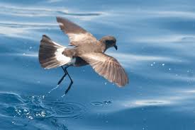 Image result for Oceanites oceanicus