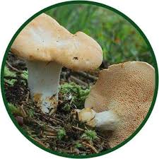 Attēlu rezultāti vaicājumam “Hydnum repandum”