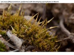 Attēlu rezultāti vaicājumam “Tortula truncata sporophyte”