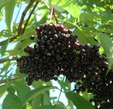 Attēlu rezultāti vaicājumam “Sambucus nigra fruit”
