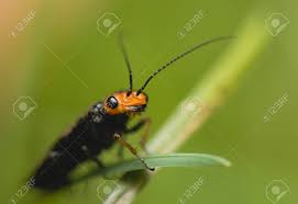 Attēlu rezultāti vaicājumam “Acantholyda erythrocephala”